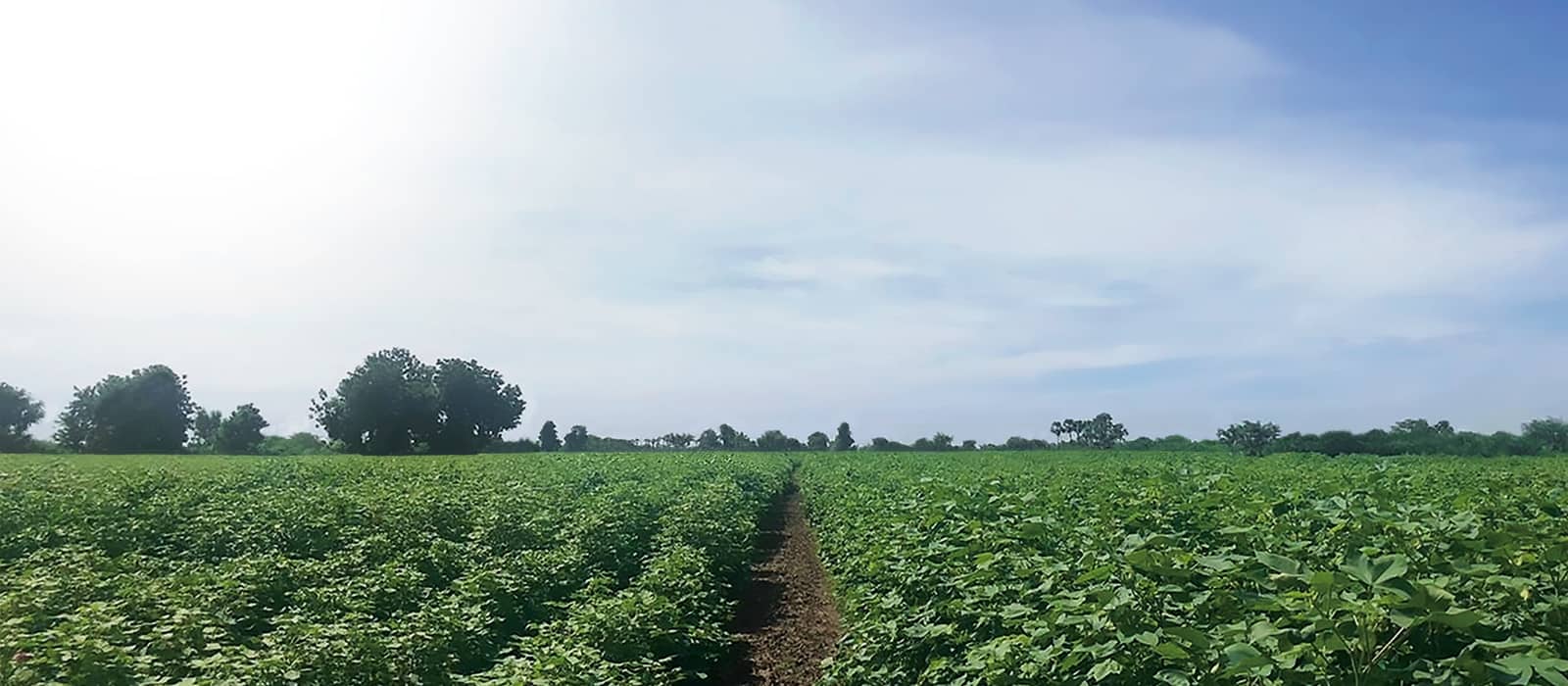 organicfield