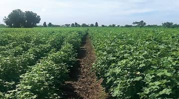 organicfield_progress