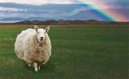 animal-welfare