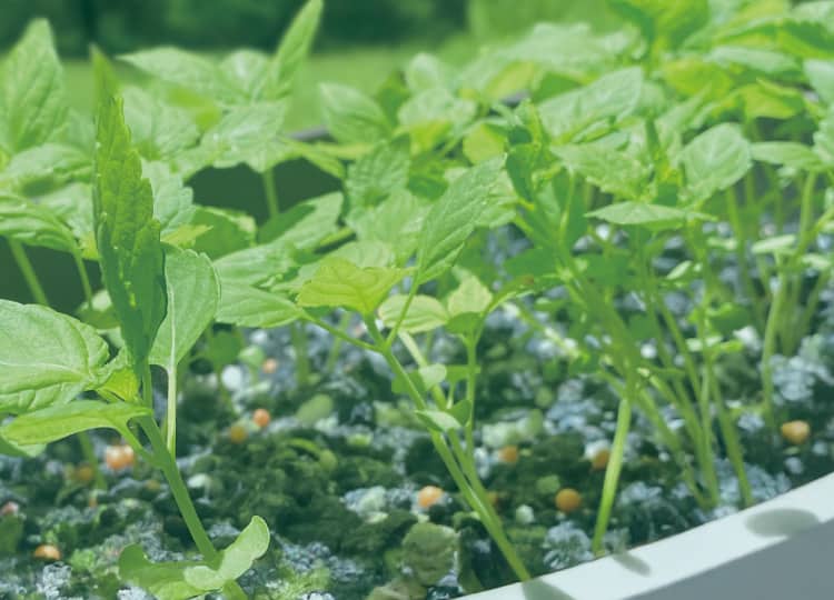 PLUS GREEN PROJECT