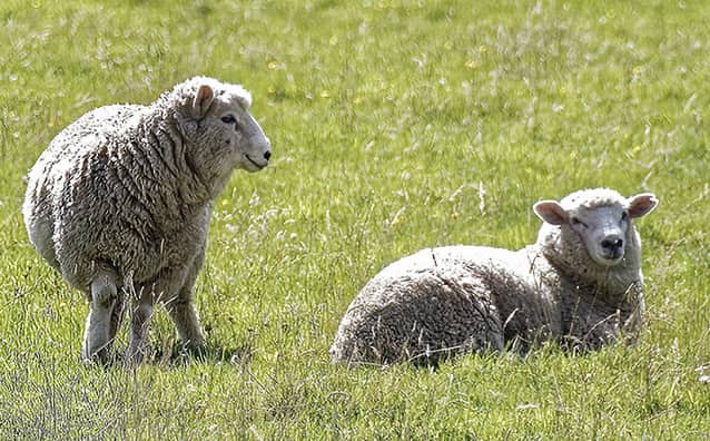 JAPAN WOOL PROJECT