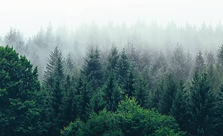 forest-conservation
