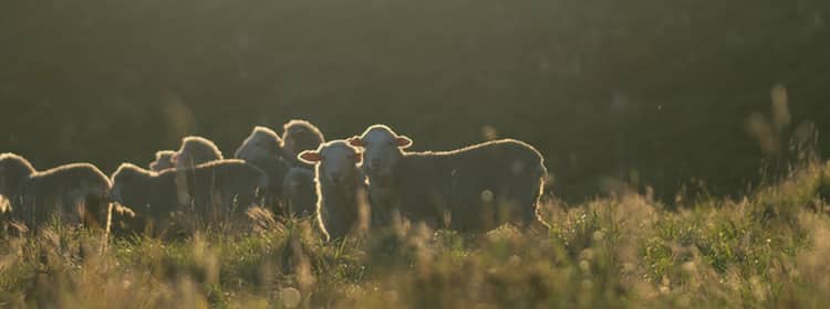 ANIMAL WELFARE